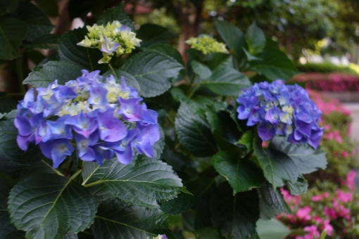 アジサイの花 アジサイの花の写真
