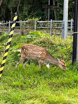 Photo, deer, ezoshima, natural, 