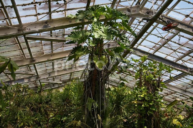 東山動植物園（温室後館） 東山動植物園,温室後館,閉鎖の写真素材