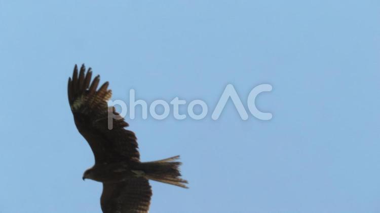 ６月下旬の公園のとんび 背景,とんび,鳶の写真素材