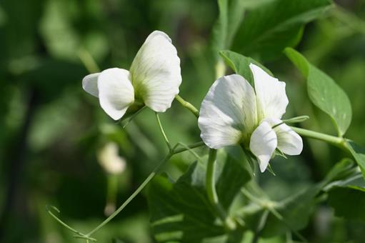 家の庭に咲いた白いスナップエンドウの花 家の庭に咲いた白いスナップエンドウの花 ガーデニング,自然,アップの写真素材