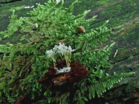 鱗翅目の繭に寄生するハナサナギタケ 冬虫夏草,キノコ,きのこの写真素材
