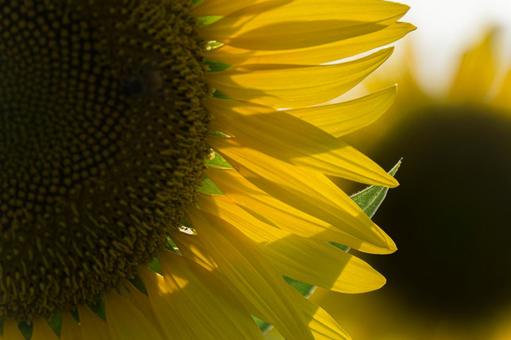 ひまわりの花びら ひまわりの花びらの写真