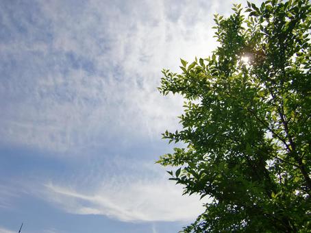 五月の雲-81 五月の雲,青空,空の写真素材