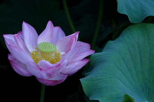 神聖な花 ハス,花,ハス科の植物の写真素材