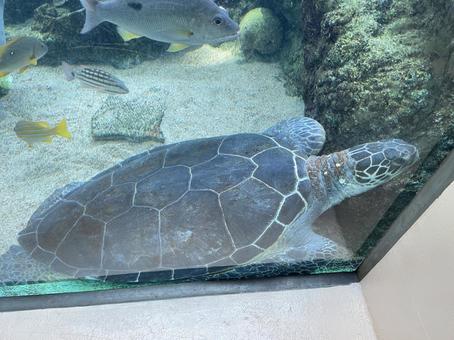ウミガメ ウミガメの写真