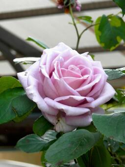 薔薇 薔薇の写真
