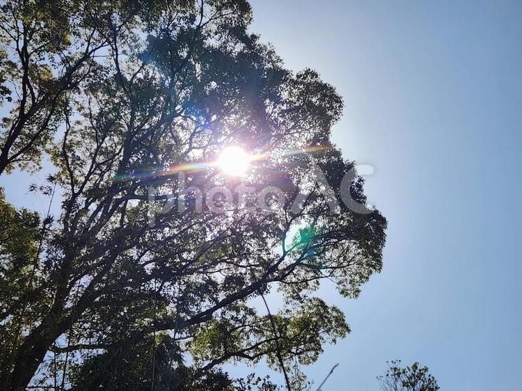 春の木漏れ日 木漏れ日,太陽,春の写真素材