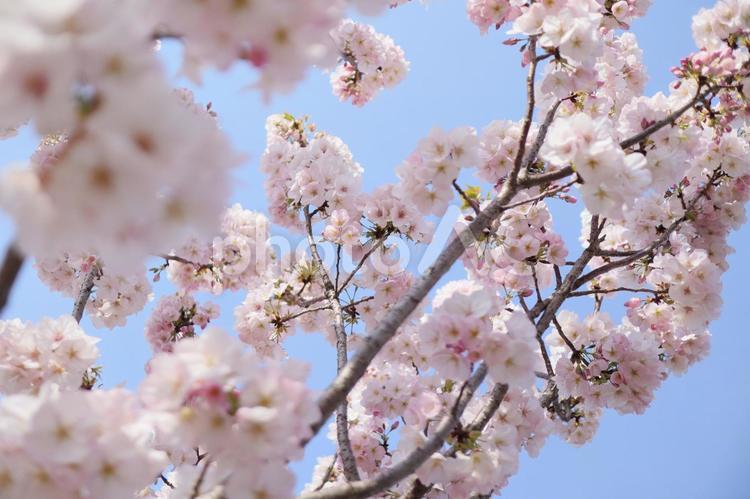 御車返しの桜 桜,花,春の写真素材