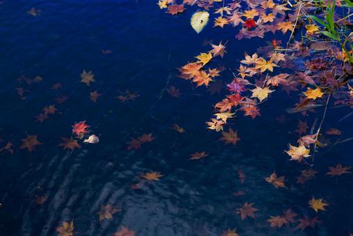 水に落ちた紅葉  水,池,紅葉の写真素材
