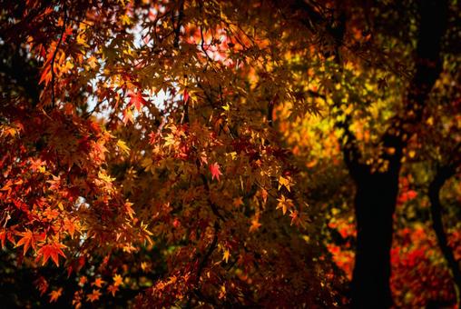 ＜素材＞秋の紅葉したイロハモミジの葉 紅葉,モミジ,イロハモミジの写真素材
