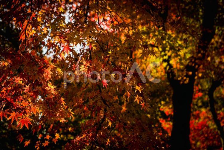 ＜素材＞秋の紅葉したイロハモミジの葉 紅葉,モミジ,イロハモミジの写真素材