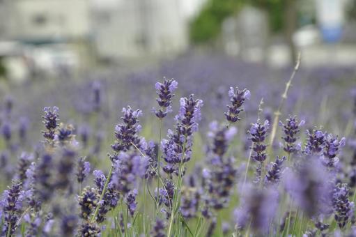 Lavender 1, JPG Lavender 1, JPG