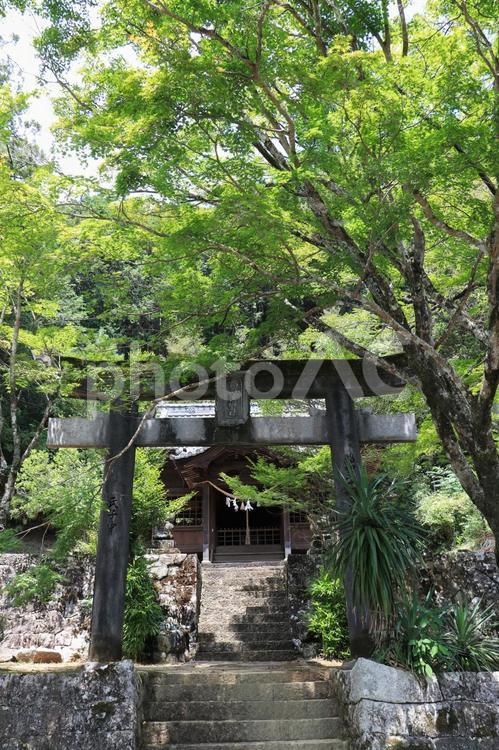 愛媛県松野町　和霊神社 和霊神社,神社,緑の写真素材
