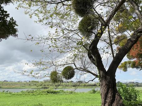 秋の気配を感じて 秋の気配を感じて 青空,木,晴れの写真素材