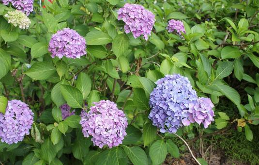 Hydrangea 80, JPG Hydrangea 80, JPG