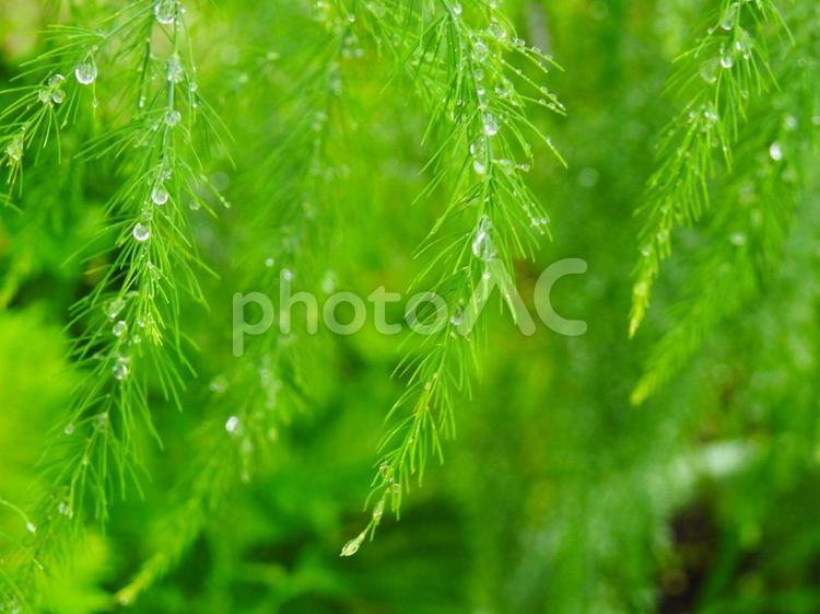水滴のついたアスパラガスの葉 水滴,自然,雨の写真素材