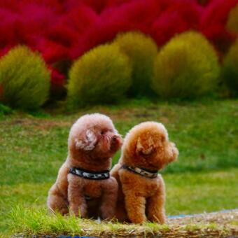 コキアと愛犬 コキア,犬,真っ白の写真素材