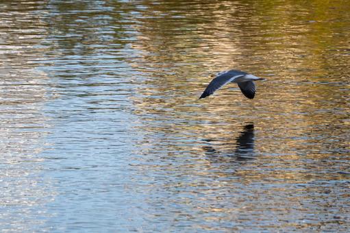 ウミネコの飛翔⑸の写真