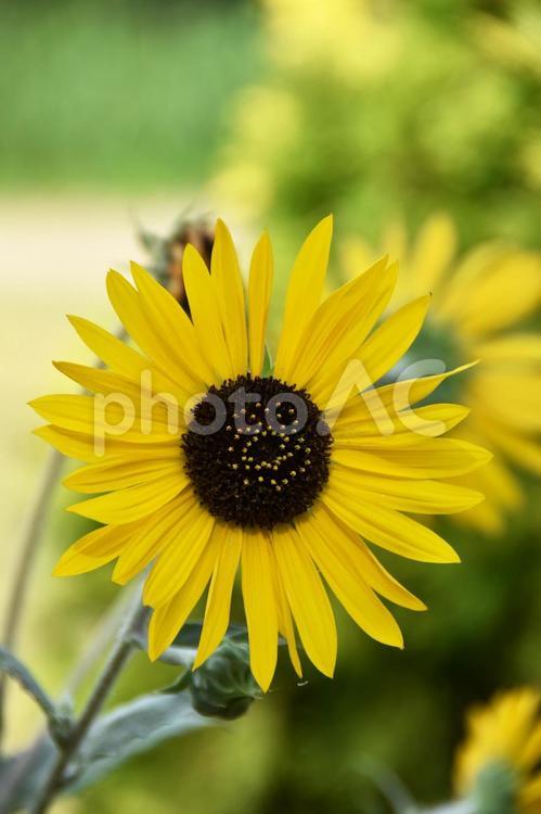 ミニひまわり（小夏） ミニひまわり,小夏,向日葵の写真素材