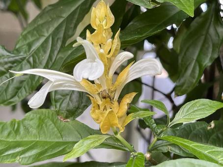 花 Flower 花 Flowerの写真
