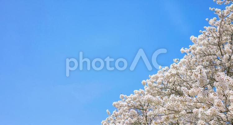 春の満開の桜と青空の背景画像 春,背景,さくらの写真素材