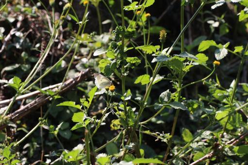 花に止まるモンシロチョウ5 ちょうちょ,蝶,花の写真素材