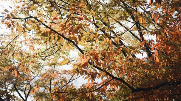 黄と橙の葉が揺れる枝 葉,赤,枝の写真素材