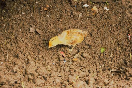 畑のヒヨコ　ネパール　２ ヒヨコ,雛,家禽の写真素材