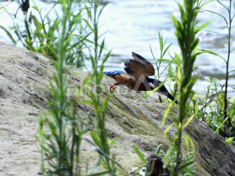 魚を狙い飛び込むカワセミ 鳥,野鳥,カワセミの写真素材