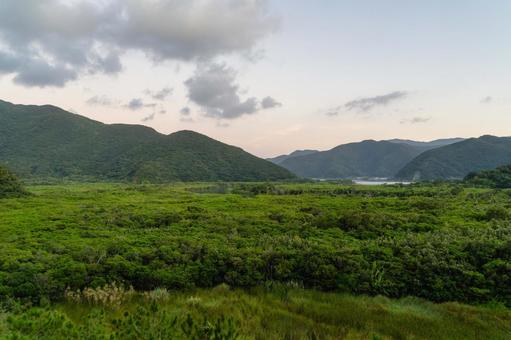 奄美大島　住用川マングローブ林の写真