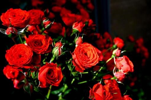 情熱的な薔薇 情熱的な薔薇の写真