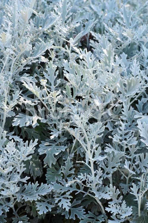 シロタエギク（白妙菊） シロタエギク,シルバーリーフ,ダスティーミラーの写真素材