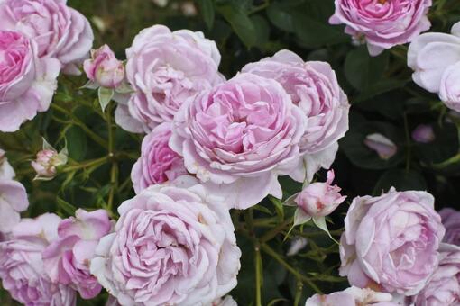 淡いライラック色の美しいバラ バラ,花束,ローズの写真素材