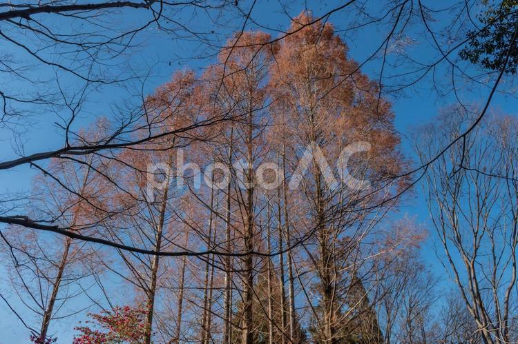 メタセコイアと青空 メタセコイア,高木,冬の写真素材