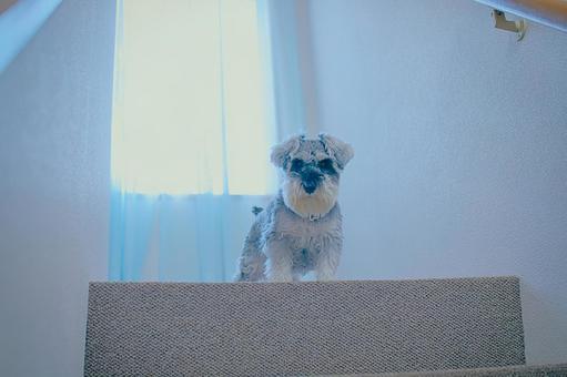 ミニチュアシュナウザーの写真