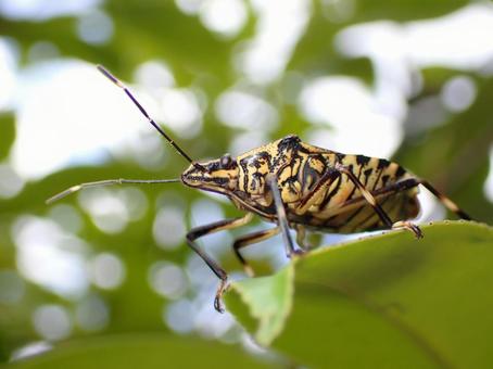キマダラカメムシ キマダラカメムシ,カメムシ科,昆虫の写真素材