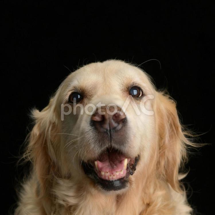 ゴールデンレトリバーの笑顔／大型犬の素材 犬,ドッグ,大型犬の写真素材