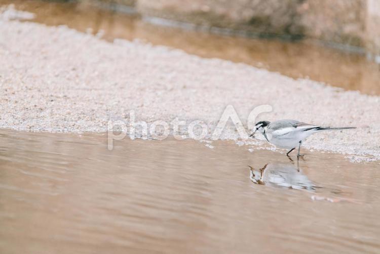 少し水が冷たいですが我慢します ハクセキレイ,野鳥,野鳥観察の写真素材