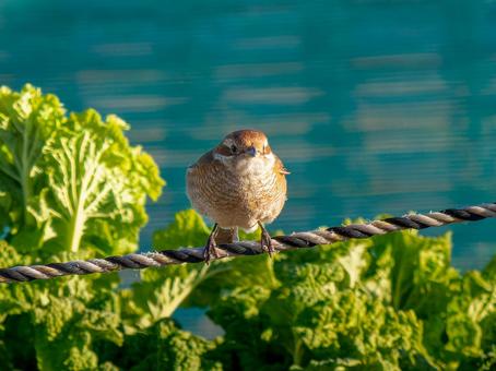ロープにとまるモズ・百舌鳥 ロープにとまるモズ・百舌鳥の写真