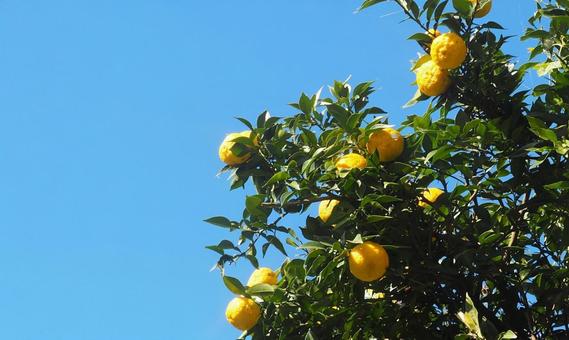 実りを迎えたゆず 柚子,柚子の木,ゆずの写真素材