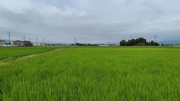 水田の風景#03 水田の風景#03の写真