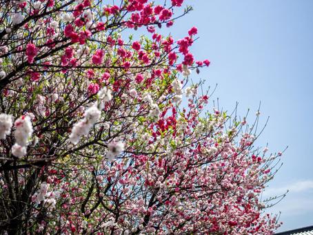 Photo, natural, it's beautiful, spring, 