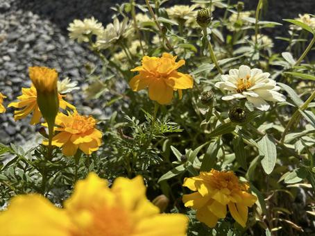 マリーゴールドの写真