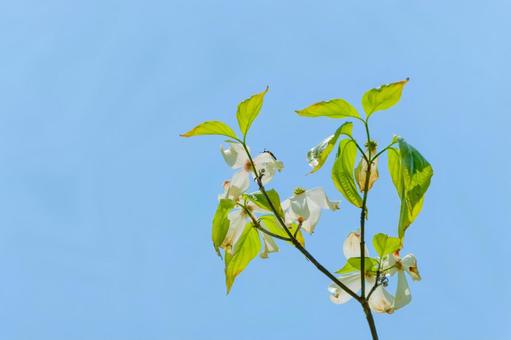 新緑に包まれるハナミズキの白い花 新緑に包まれるハナミズキの白い花の写真