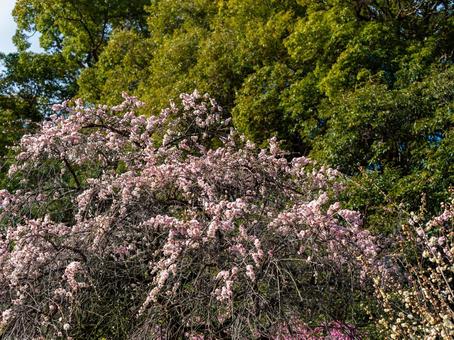 道明寺天満宮に咲く枝垂れ梅 枝垂れ梅,しだれ梅,ピンクの写真素材