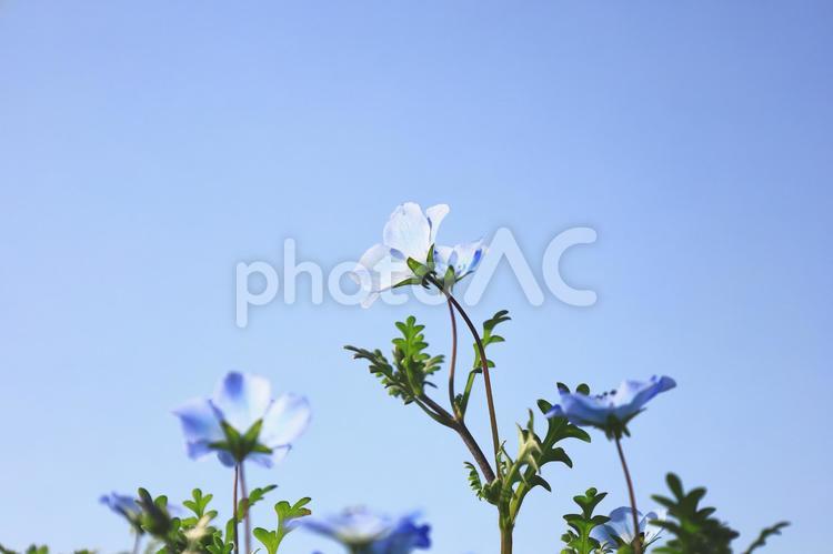 青空と青いネモフィラ ネモフィラ,空,青の写真素材