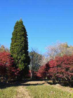 四季桜と紅葉 愛知県豊田市市場城跡より 紅葉,四季桜,城跡の写真素材