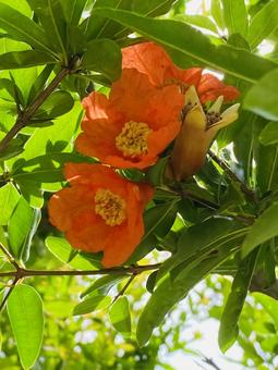 Photo, ডালিম, প্রাণবন্ত, কমলা, 
