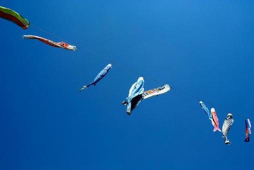 鯉のぼり 鯉のぼり 鯉のぼり,大空,5月の写真素材